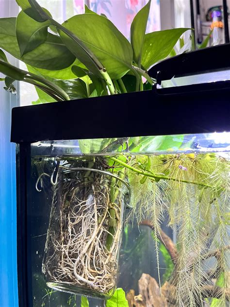 Just planted my pothos in the 45 gallon : r/PlantedTank