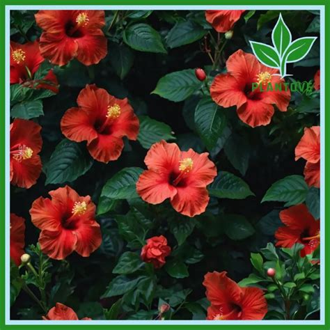 Hibiscus Plant : care, Growing, Uses, and Benefits - Plantove.com