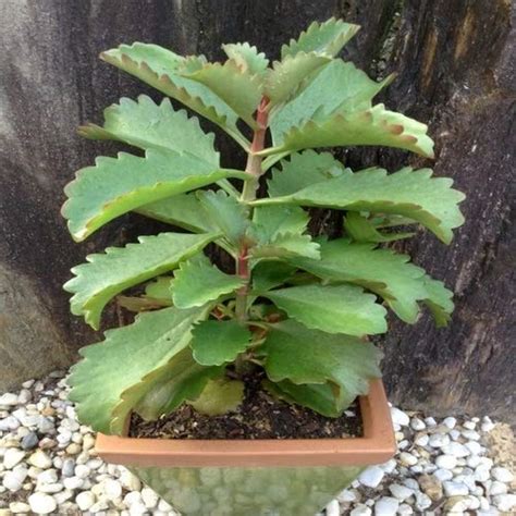 Trendygreens Live Ranapala Plant / Kidney Stone Live Plant / Air Plant ...