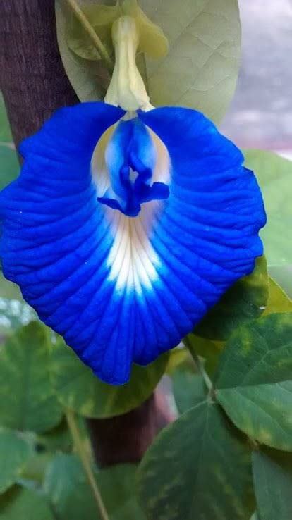 Ritz Farming® Aprajita Flower Seeds | pure blue Aprajita Seeds for Home ...