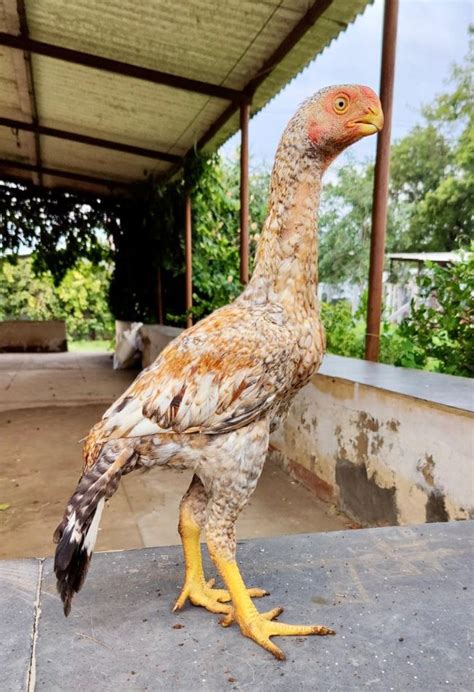 Parrot Beak Aseel Chicks