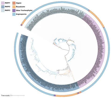 Phylogenomic Reconstruction and Functional Divergence of the PARP Gene ...