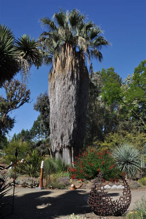 Washingtonia Filifera Vs Robusta