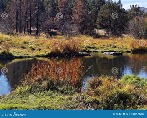 Peaceful river in the park stock image. Image of cycle - 154014645