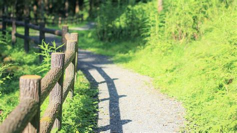Wallpaper fence, path, trees, landscape, nature, green hd, picture, image
