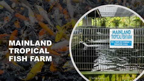 Java Tropical Fish Farm 的图像结果