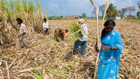 UP Budget: Sugarcane Farmers Disappointed, Remind PM Modi of His ...
