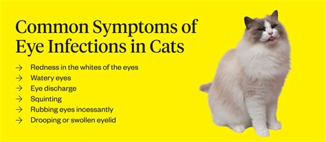 Cat Eye Infection: Symptoms, Causes, & Treatment | Dutch