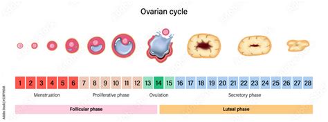 Ovarian cycle. Menstrual cycle. Menstrual, proliferative ovulation and ...