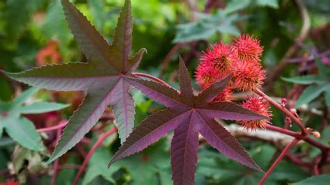 7 beautiful but deadly poisonous plants you should never touch