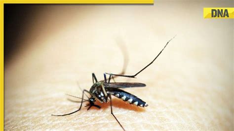 Delhi: Dengue cases reach highest in 5 years, government issues ...