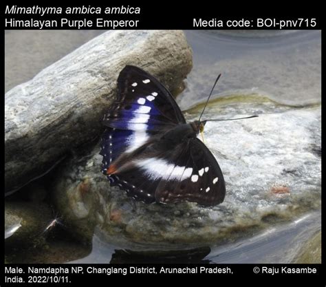 Mimathyma ambica ambica | Butterfly