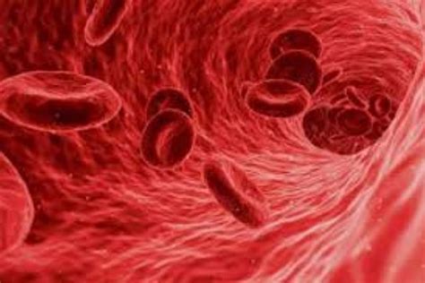 Key protein Toll-1 tells developing cells to stick together