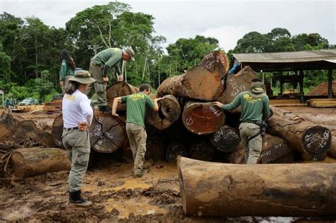 Brazil targets illegal logging in major Amazon raids - Hawaii Tribune ...