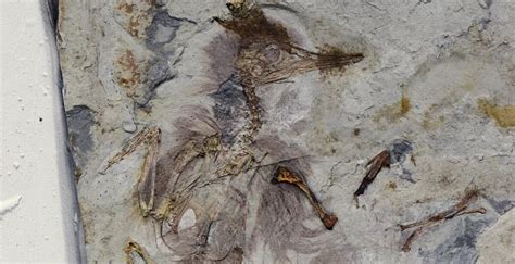 Prehistoric Bird Swallowed 800 Rocks and Choked to Death—But Why?