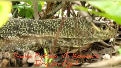 Image result for Python vs Komodo Dragon Video