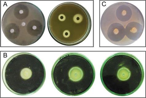 Image result for Agar Plug Diffusion Method