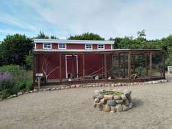 ZooLex Exhibit - Sundheimer and Augsburger Chickens