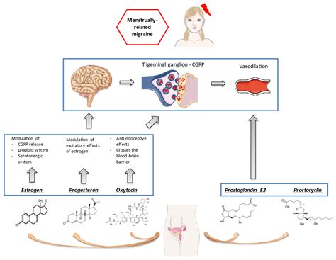 Acute and Preventive Management of Migraine during Menstruation and Menopause