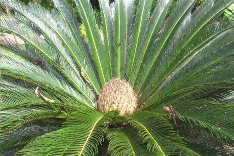 Plantzoin Sago palm Sago Cycad Cycas revolute Cycas Live Plant : Amazon ...