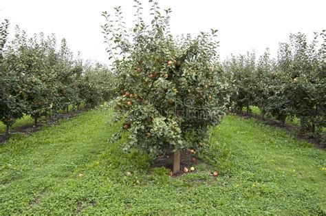 Image result for Small Apple Tree Farm