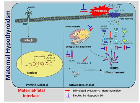 Kisspeptin Suppresses Inflammasome-NLRP3 Activation and Pyroptosis ...