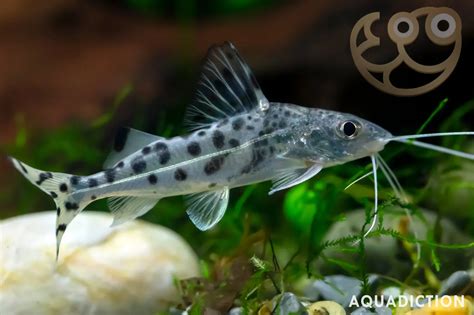 Pictus Catfish - Pimelodus pictus Fish Profile & Care Guide