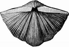 clipart etc spirifer mollusk clipart etc clipart etc spirifer mollusk clipart etc