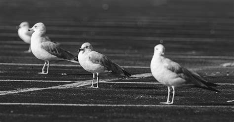 Image result for How Do Birds Reproduce