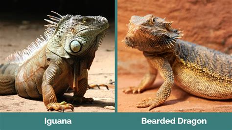 Image result for Iguana vs Python
