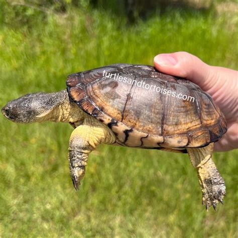 Image result for Dwarf Turtle