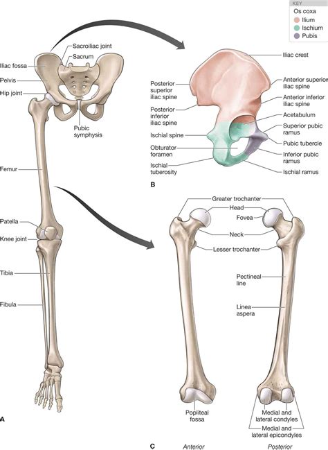 Hip | Musculoskeletal Key