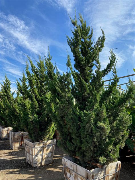 Hollywood Juniper - Juniperus chinensis 'Torulosa’ – Pulled Nursery