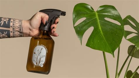 How to Grow and Care for Peace Lily Plants