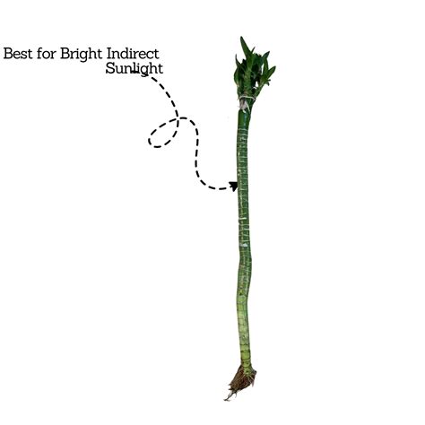 Lotus Bamboo Stick 50cm - Live Plant (Home & Garden) – Hug A Plant