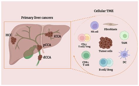 Tumor-Infiltrating B Lymphocytes: Promising Immunotherapeutic Targets for Primary Liver Cancer ...