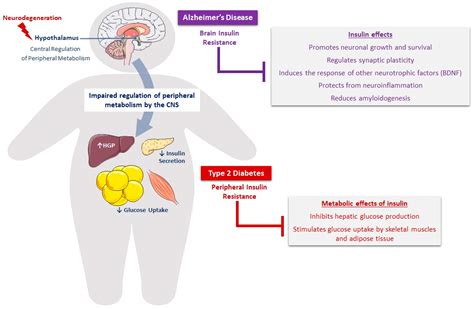 Type 2 Diabetes Mellitus and Alzheimer’s Disease: Shared Molecular Mechanisms and Potential ...