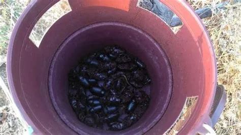 Coconut Trap - IAgrifarm Coconut Trap for Controlling Rhinoceros Beetle ...