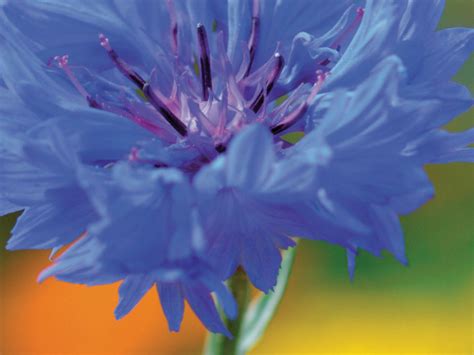 Flower Seed-Starke Ayres | Starke Ayres