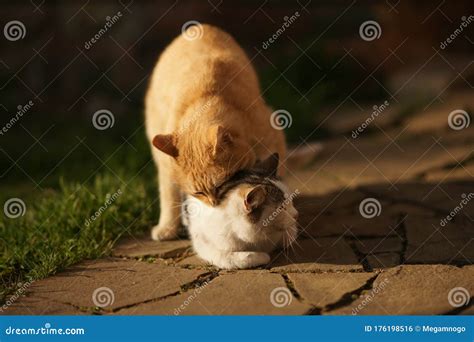 Dogs And Cats Mating Together