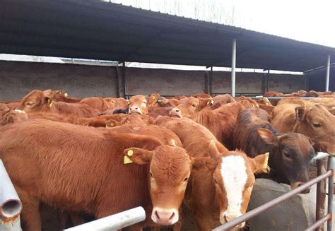 牛的养殖成本与利润 - 惠农网