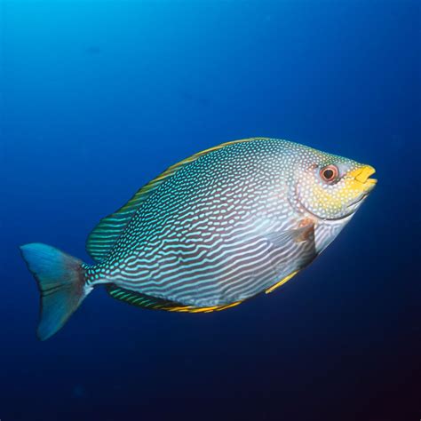 Can fish drown? - Discover Wildlife