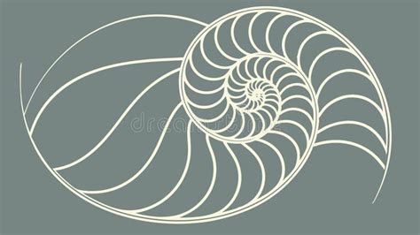 Image result for Nautilus Shell Matrix Multiplication by Vector