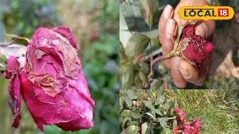 বসন্তে বিক্রি হচ্ছে না গোলাপ, চিন্তা বাড়ছে চাষিদের |Roses not being ...