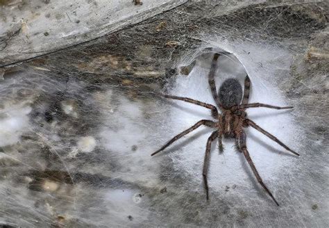 Scientists Discover the World’s Largest Spider Web in Cave: Over ...
