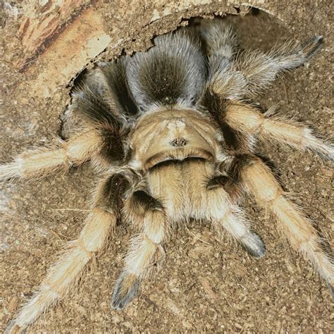 Arizona Blonde Tarantula - Aphonopelma Chalcodes