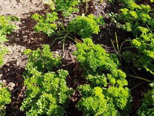 Bethesda Charitable Trust,Mental health care in Thrissur,Centre for ...
