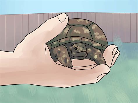 Image result for Box Turtle Shell Drawing