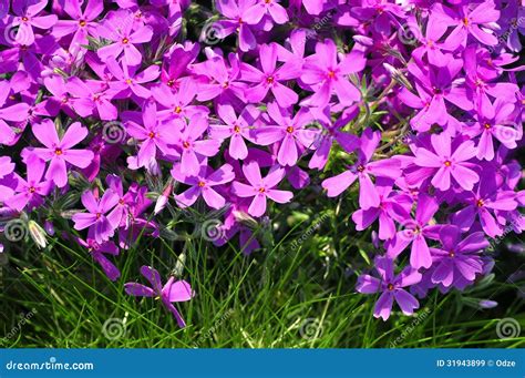 Phlox Subulata Creeping Phlox, Moss Phlox, Moss Pink Royalty-Free Stock ...