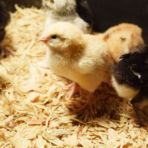 When to Remove Chicks From Brooder 的图像结果